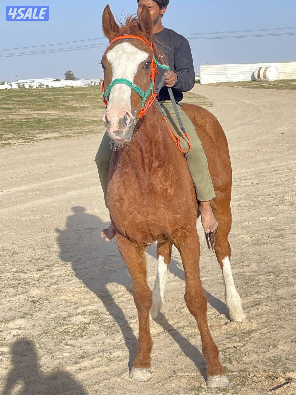 للبيع حصان انقليزي مدرسه هادي يركبه الصغير قبل الكبير0