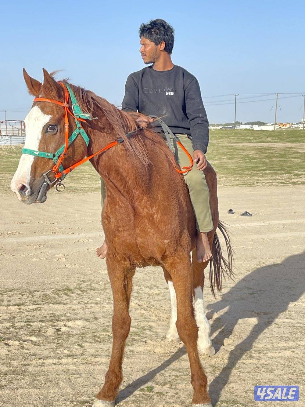 للبيع حصان انقليزي مدرسه هادي يركبه الصغير قبل الكبير1
