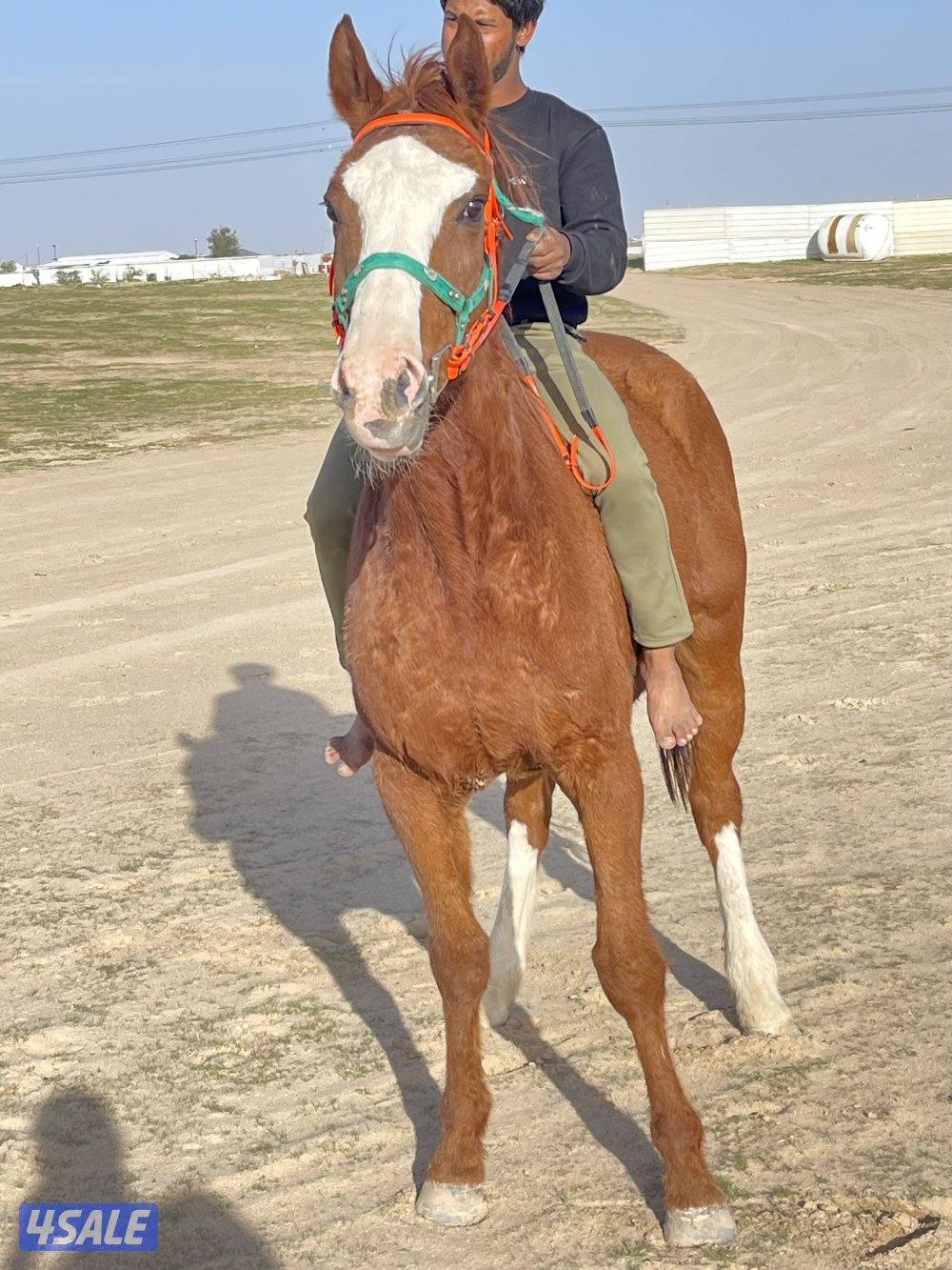 للبيع حصان انقليزي مدرسه هادي يركبه الصغير قبل الكبير2