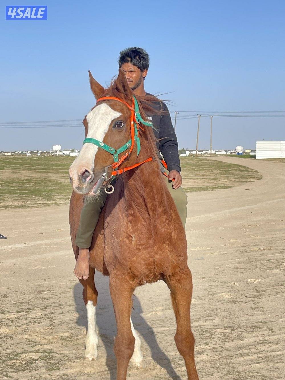 للبيع حصان انقليزي مدرسه هادي يركبه الصغير قبل الكبير3
