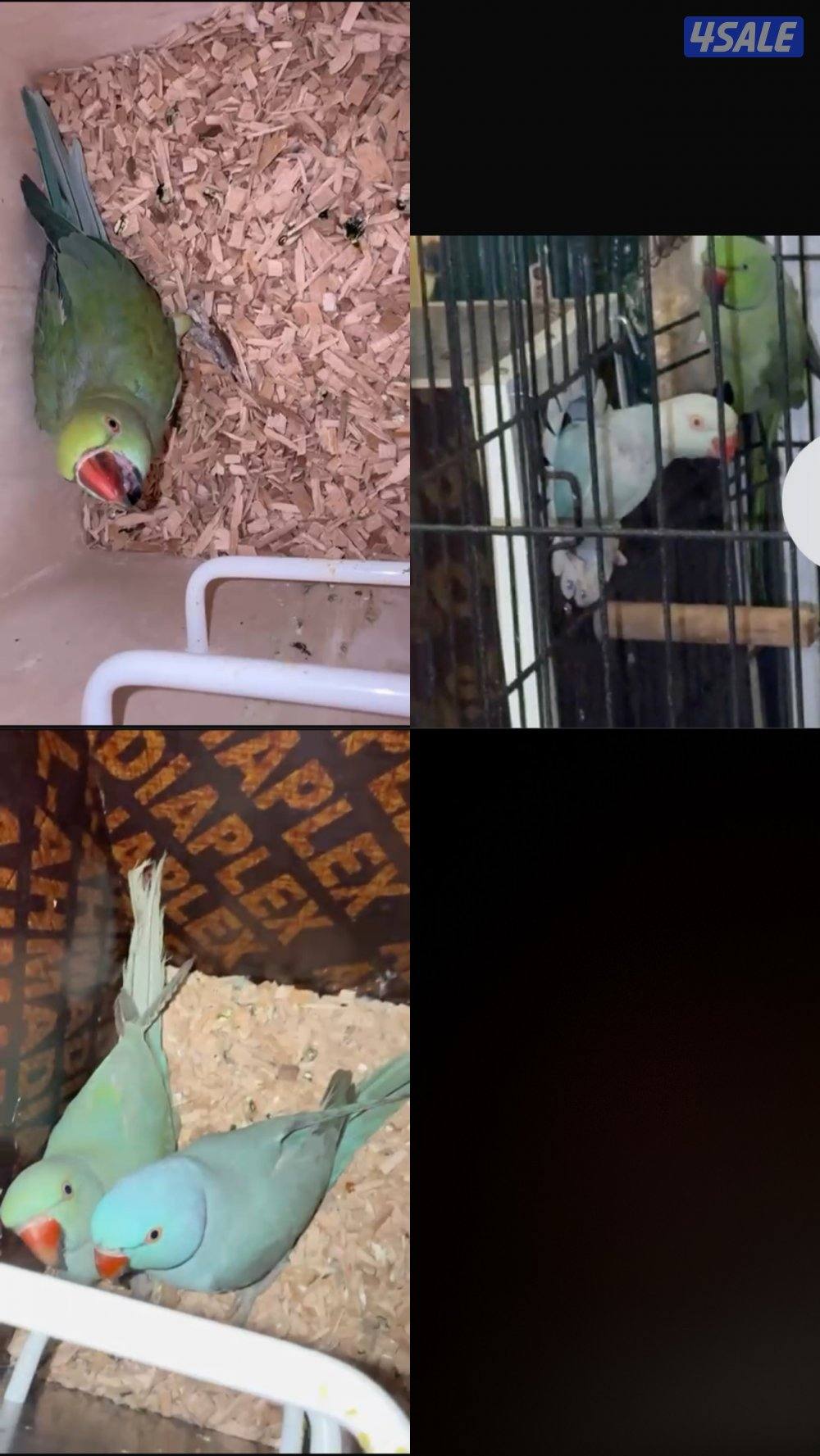 ازواج متوه / ازواج لف بيرد منتجين كلهم عندي0