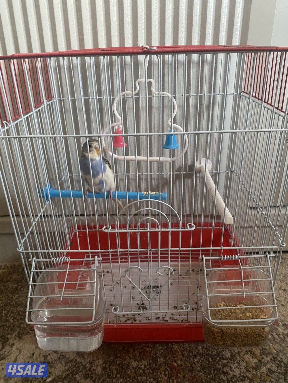 طير حب ربوه شامل القفص والاكل والصحه ممتازه امن للاطفال2