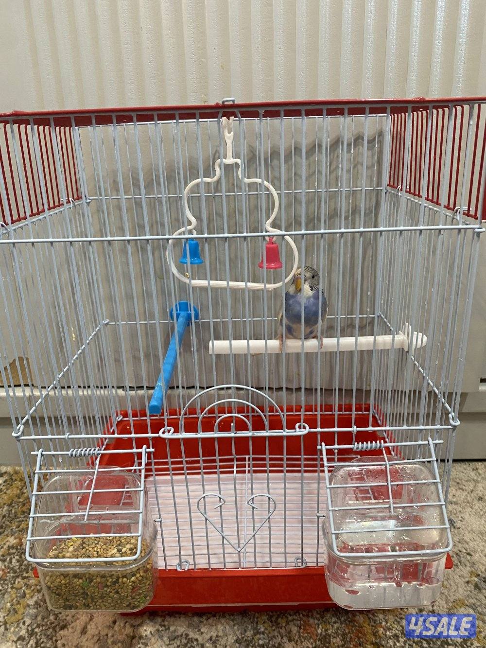 طير حب ربوه شامل القفص والاكل والصحه ممتازه امن للاطفال4