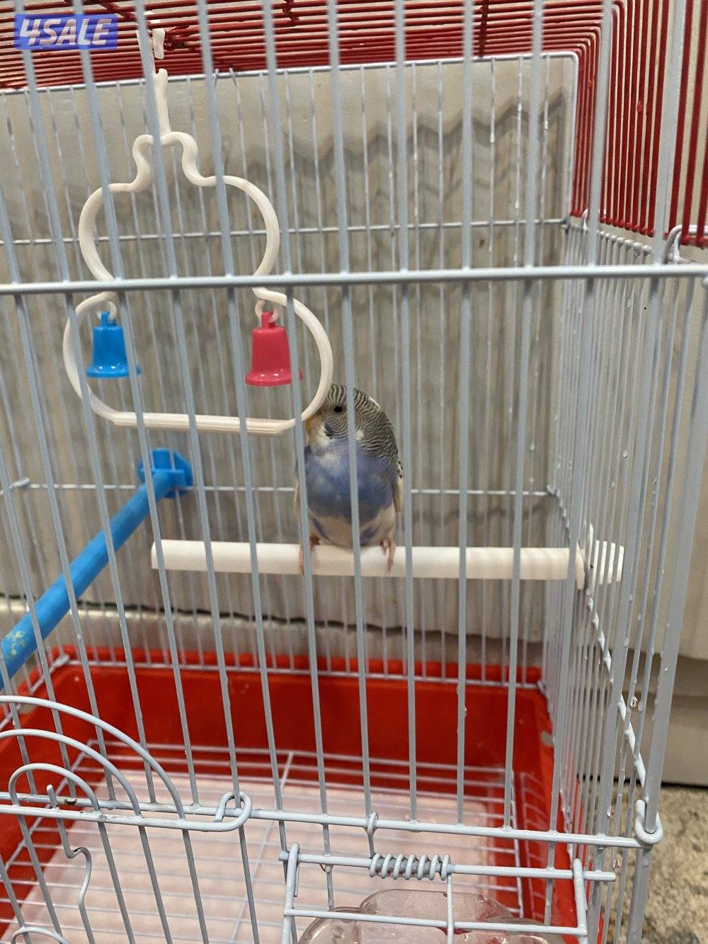 طير حب ربوه شامل القفص والاكل والصحه ممتازه امن للاطفال5