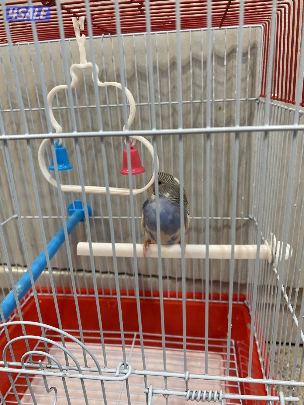 طير حب ربوه شامل القفص والاكل والصحه ممتازه امن للاطفال7