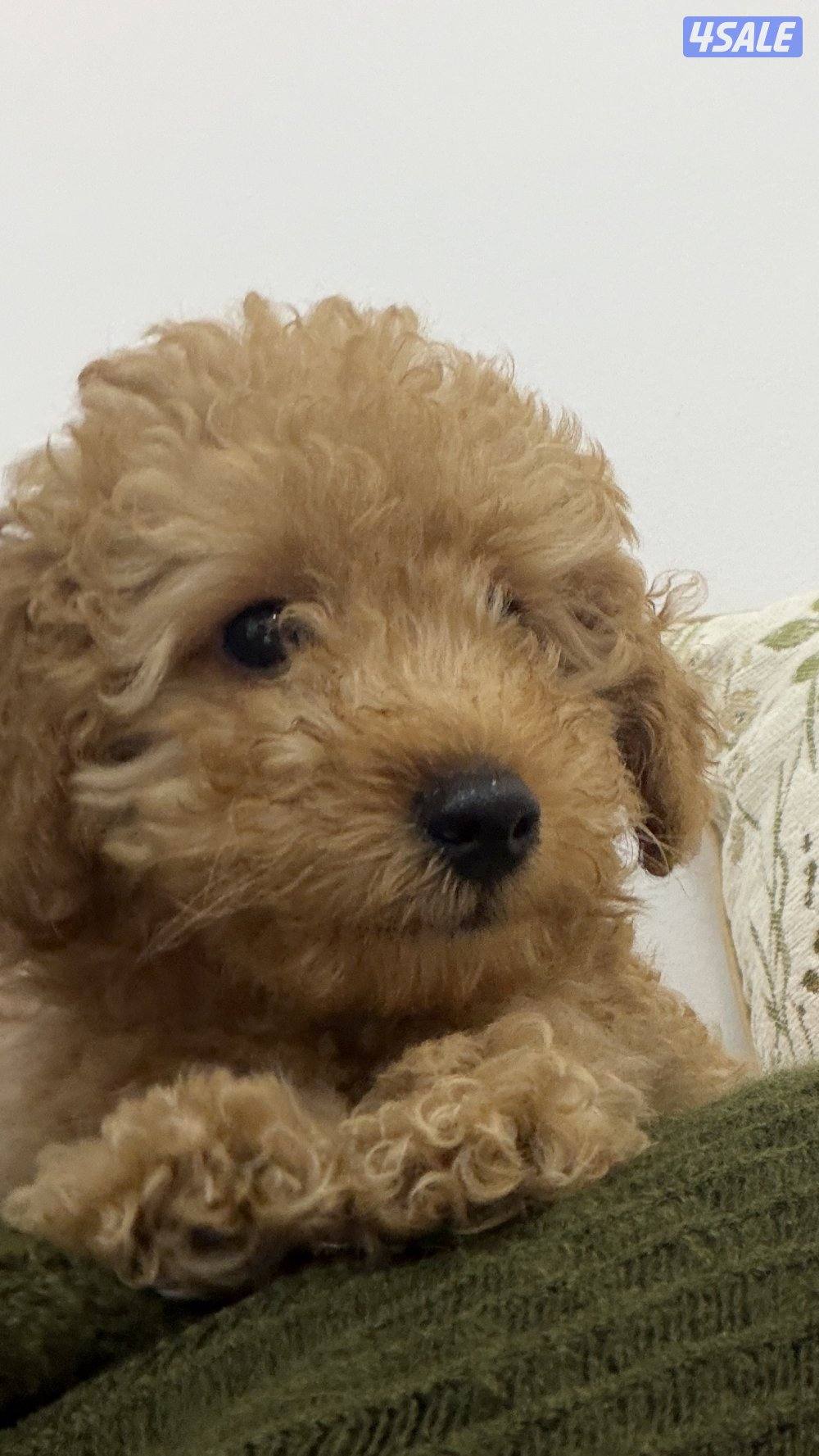 توي بودل للبيع ذكر العمر شهرين0