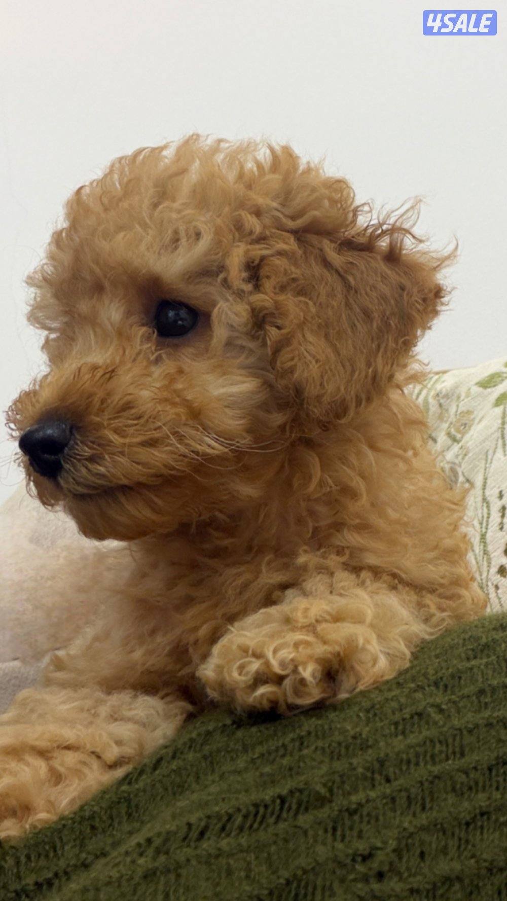 توي بودل للبيع ذكر العمر شهرين2