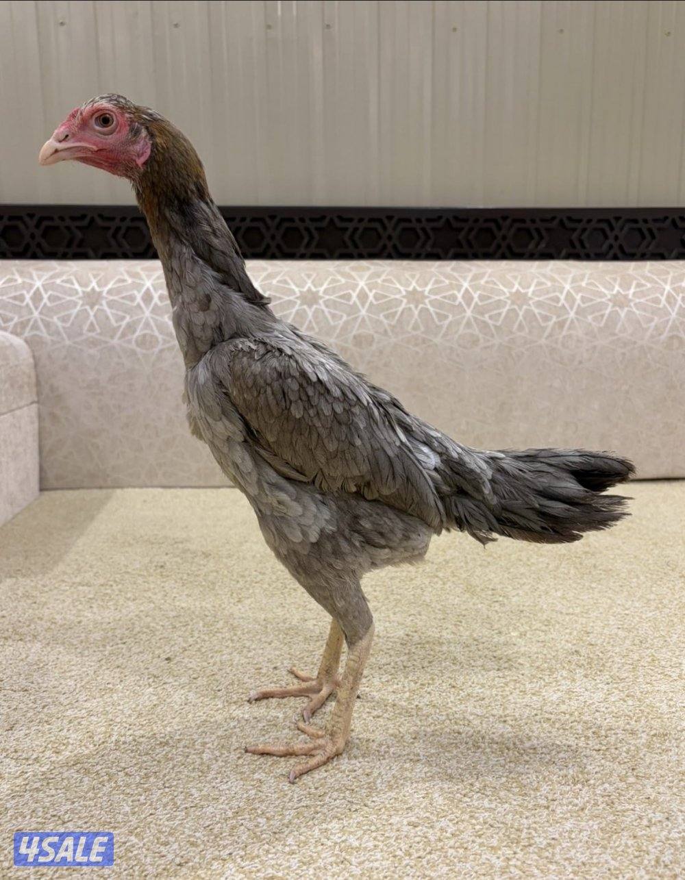 للبيع تايلندي1