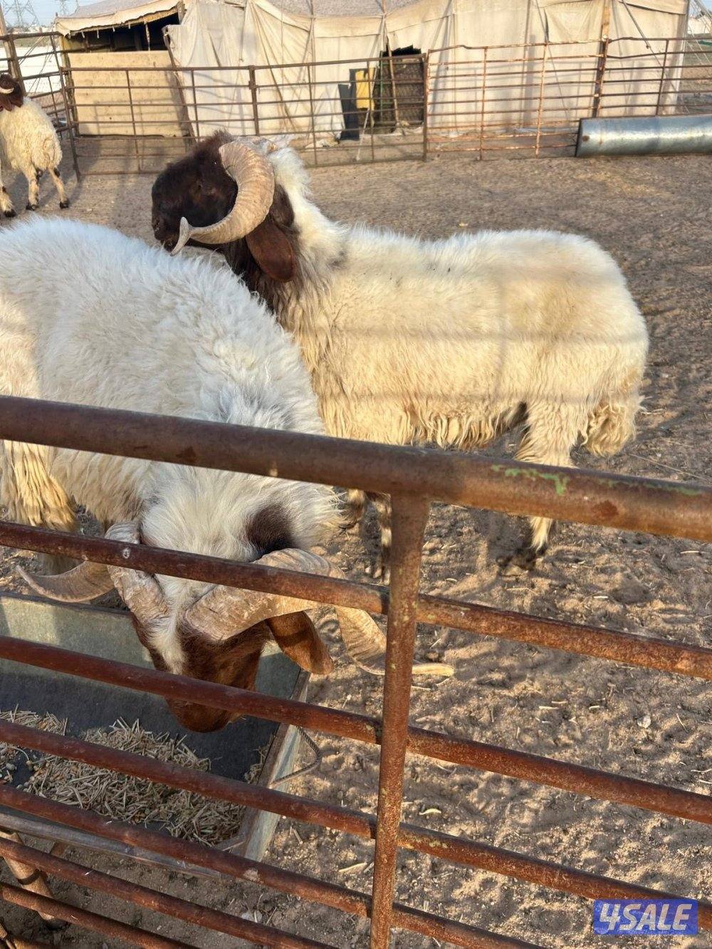 فحول واحد ثني واحد رباع شرط القريع0