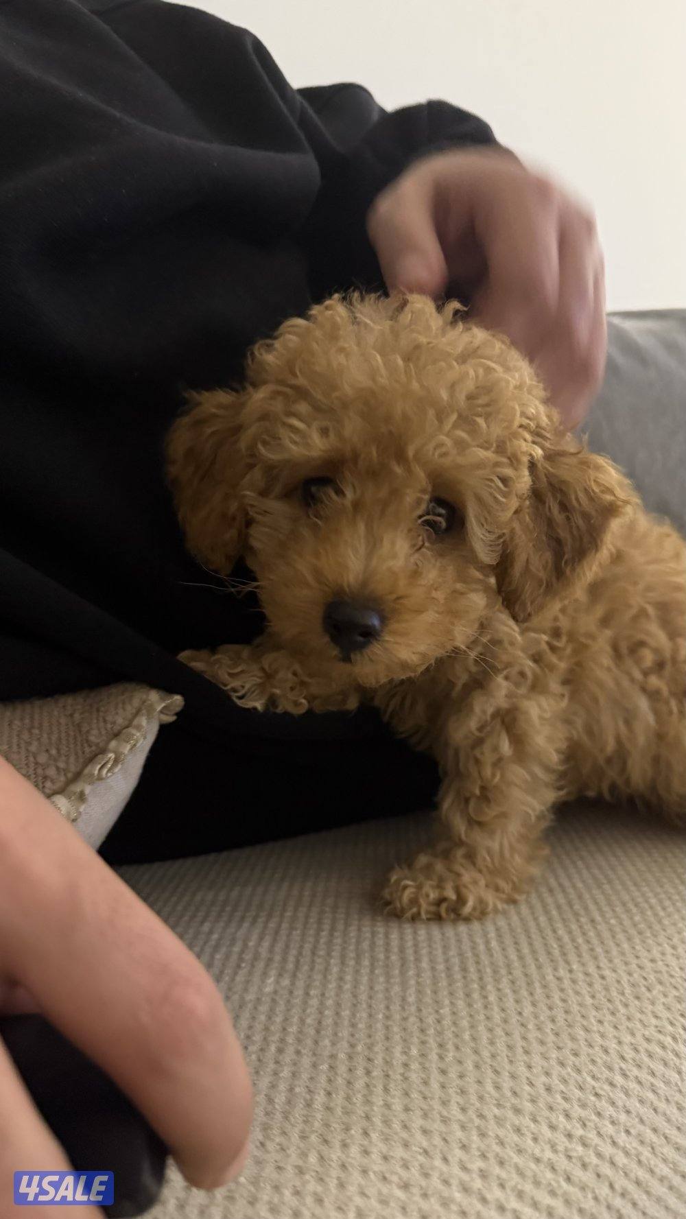 توي بودل للبيع ذكر العمر شهرين3