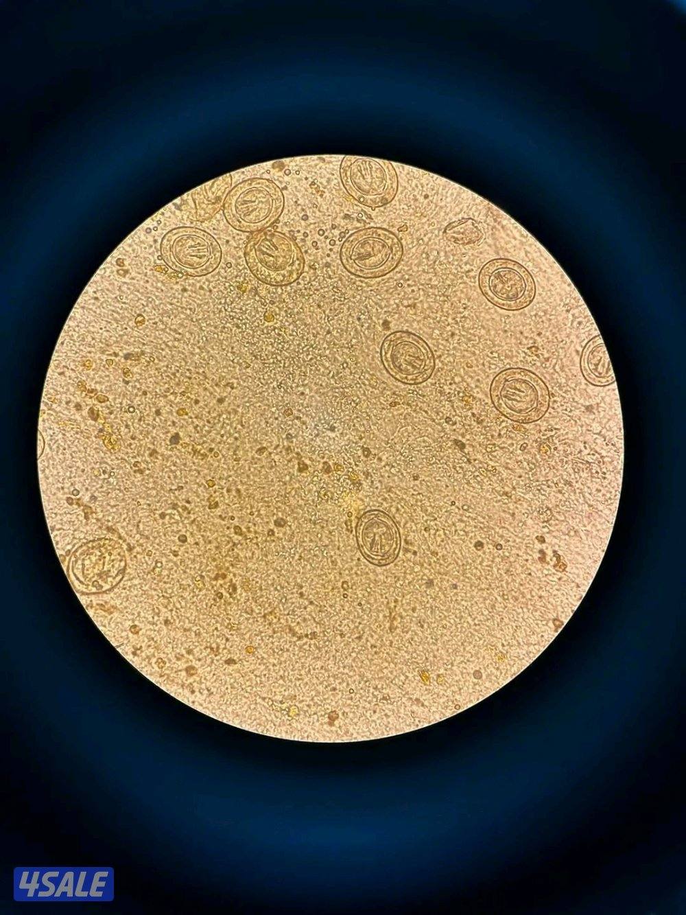 سواني يبحث عن عمل0