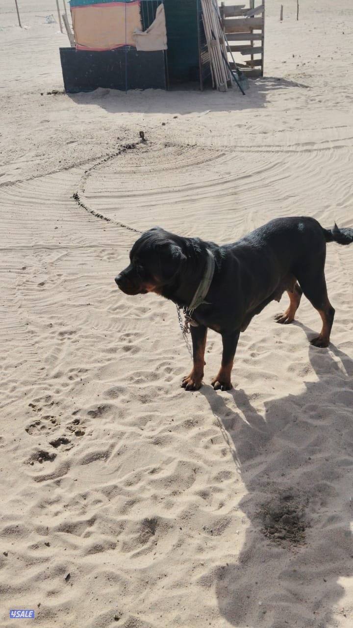 للبيع كلاب جروا  روت0