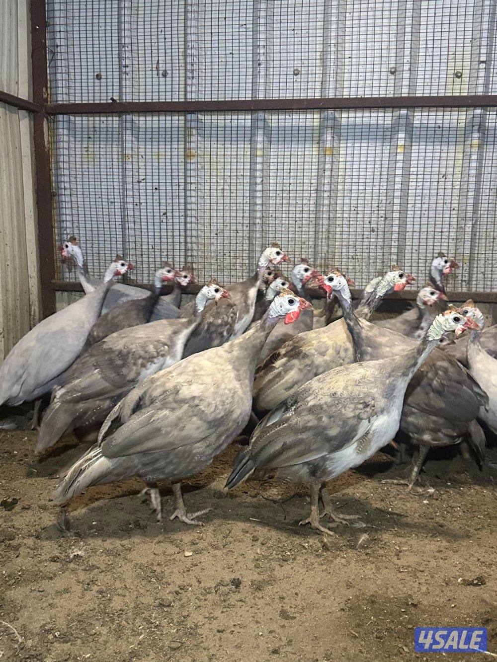 للبيع خيبر الأكثر لون حباره العدد 160