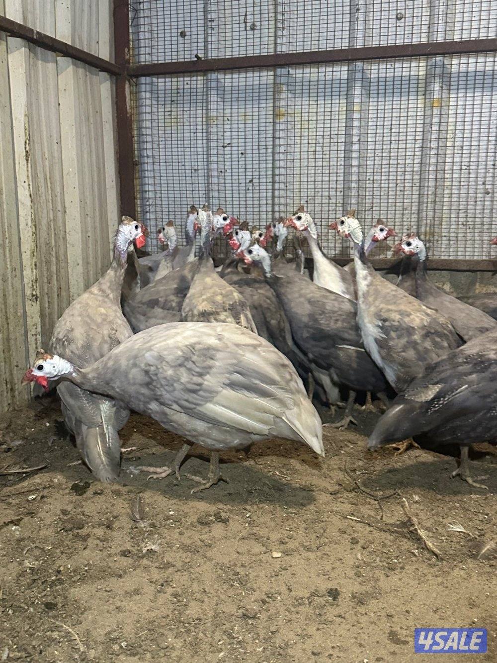 للبيع خيبر الأكثر لون حباره العدد 162