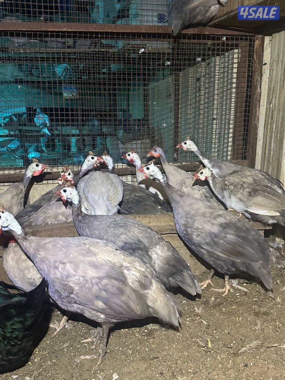 للبيع خيبر الأكثر لون حباره العدد 163