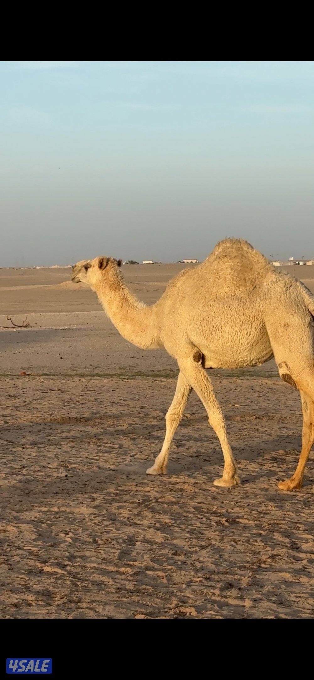 للبيع قعود لقي و2 بكرة جذعات0