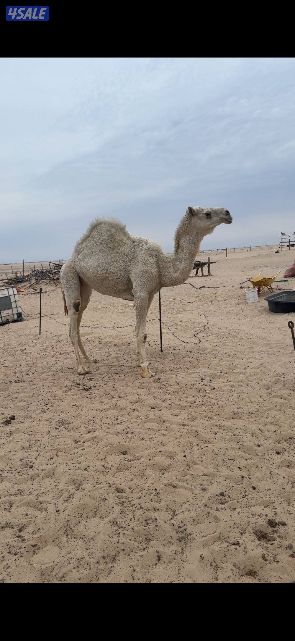 للبيع قعود لقي و2 بكرة جذعات1