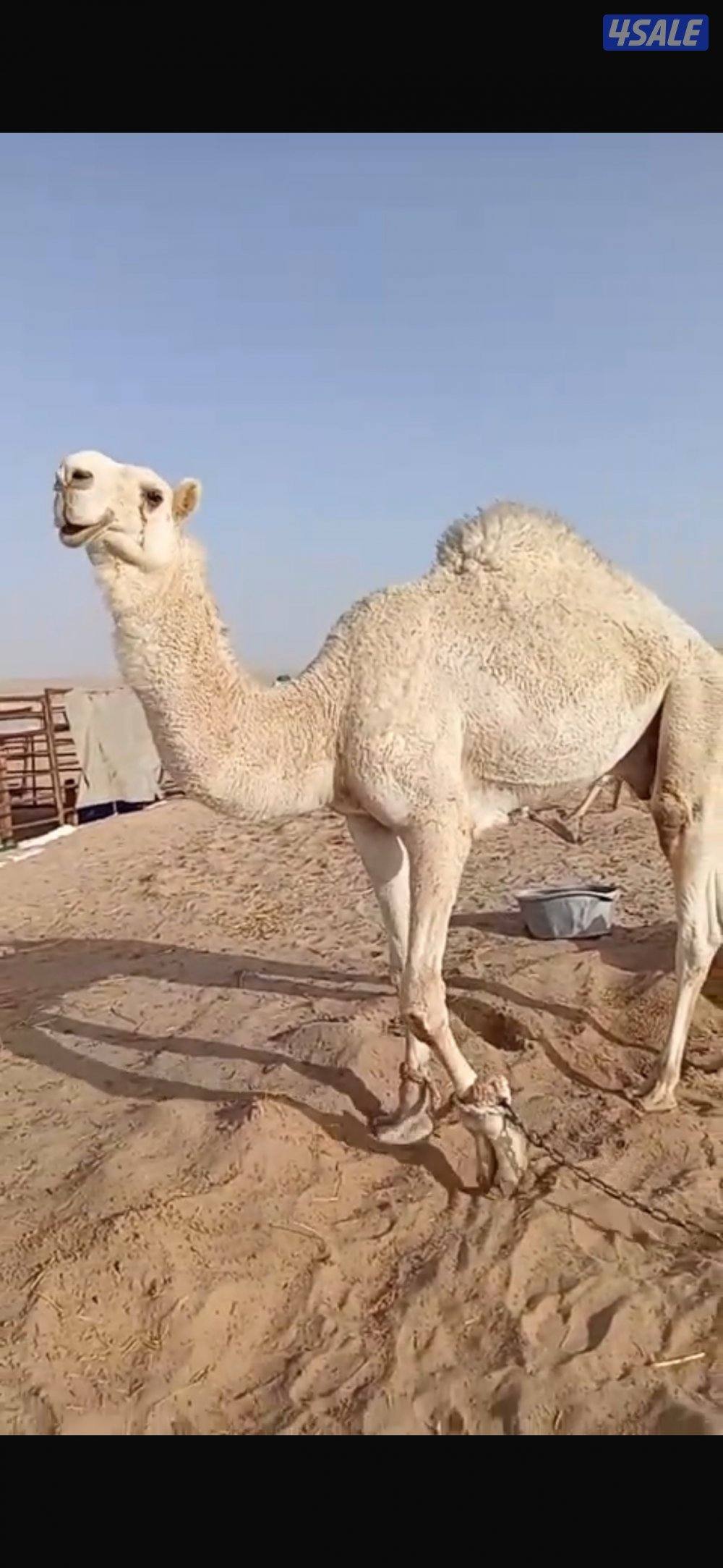 للبيع قعود لقي و2 بكرة جذعات2