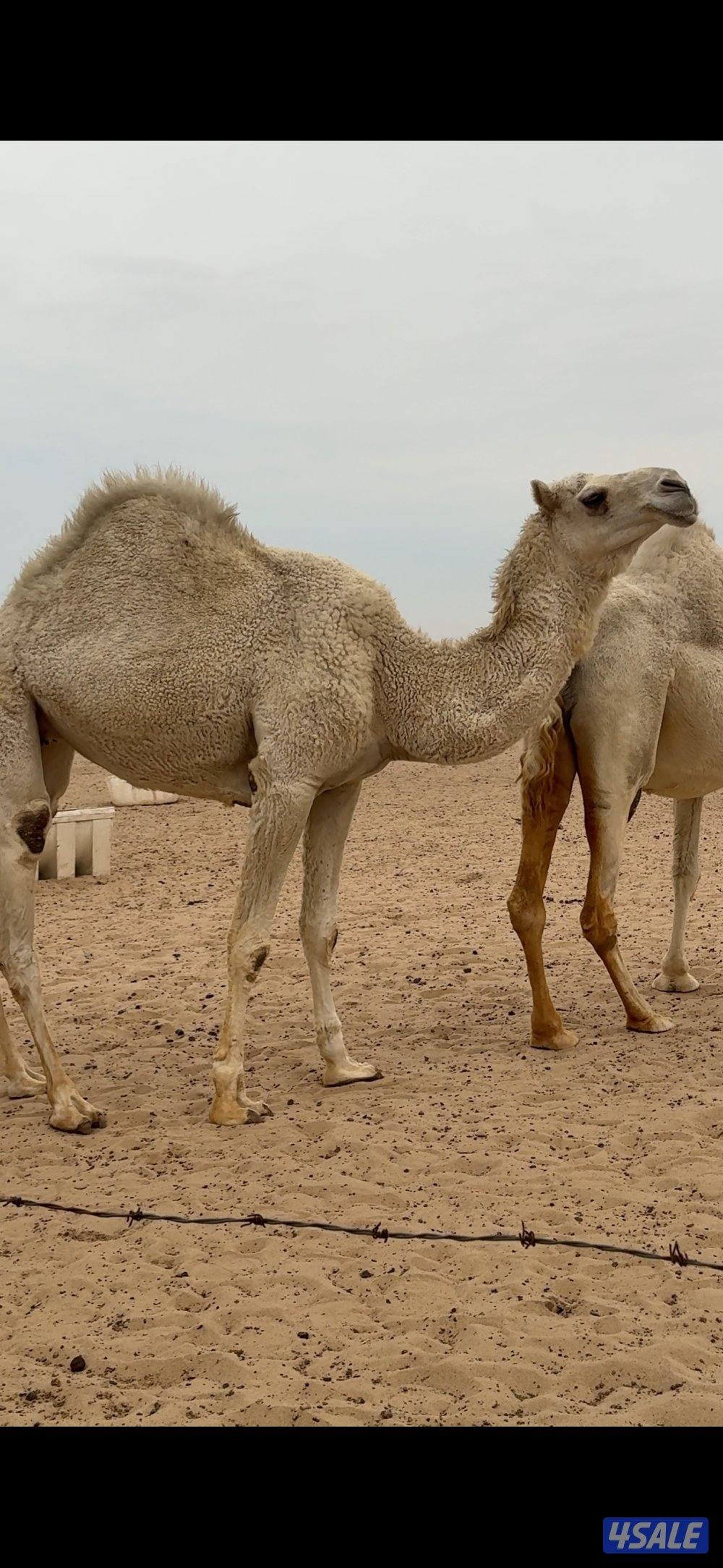 للبيع قعود لقي و2 بكرة جذعات3