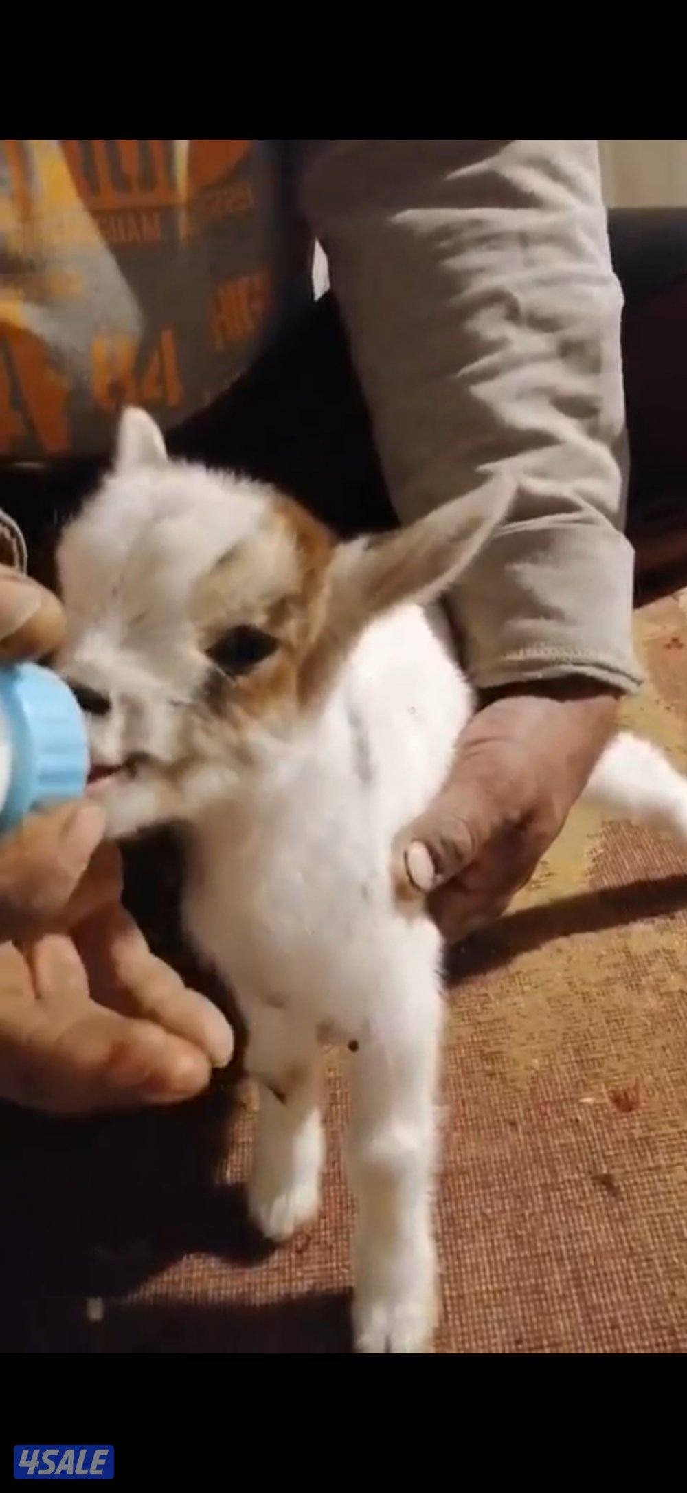 معزا تشيكيه مطافيل0