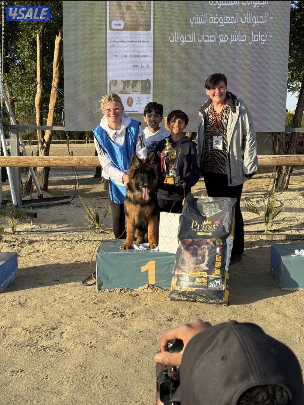 جيرمن شيبرد لونق هير شولاين0