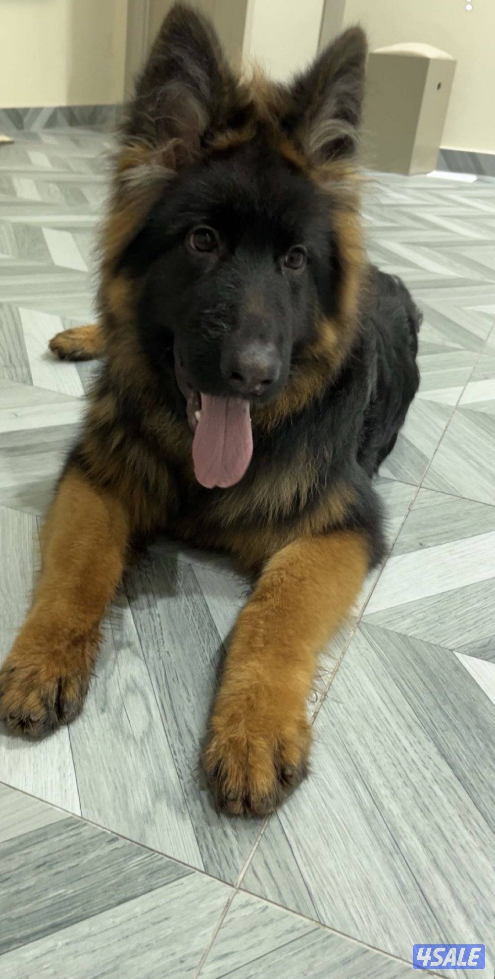 جيرمن شيبرد لونق هير شولاين1