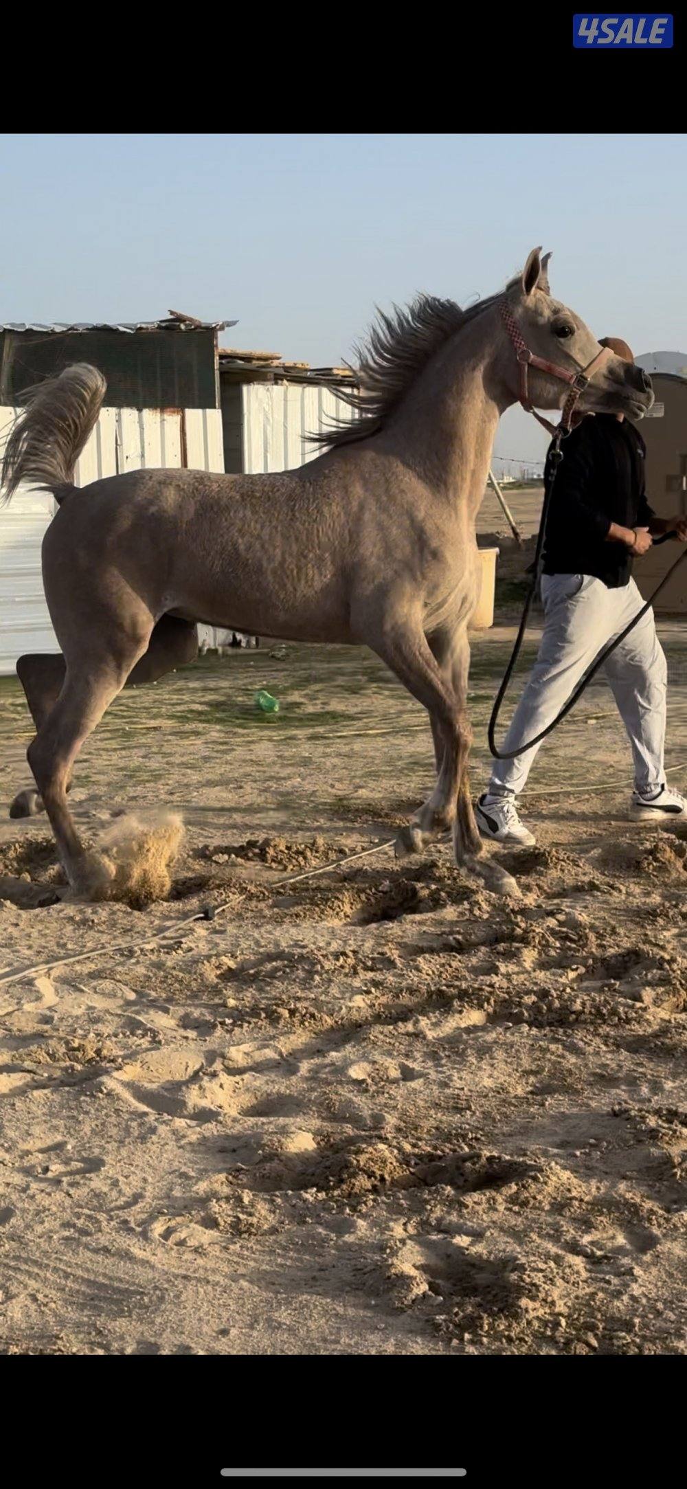 مهره فاخرررره0