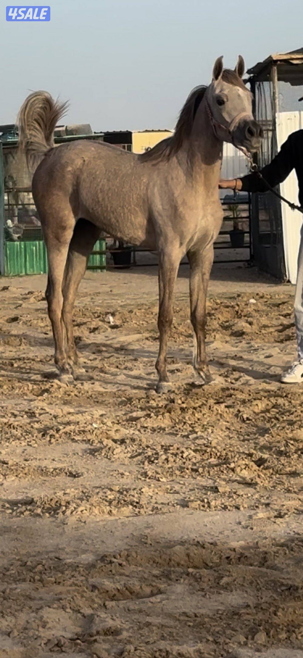 مهره فاخرررره1