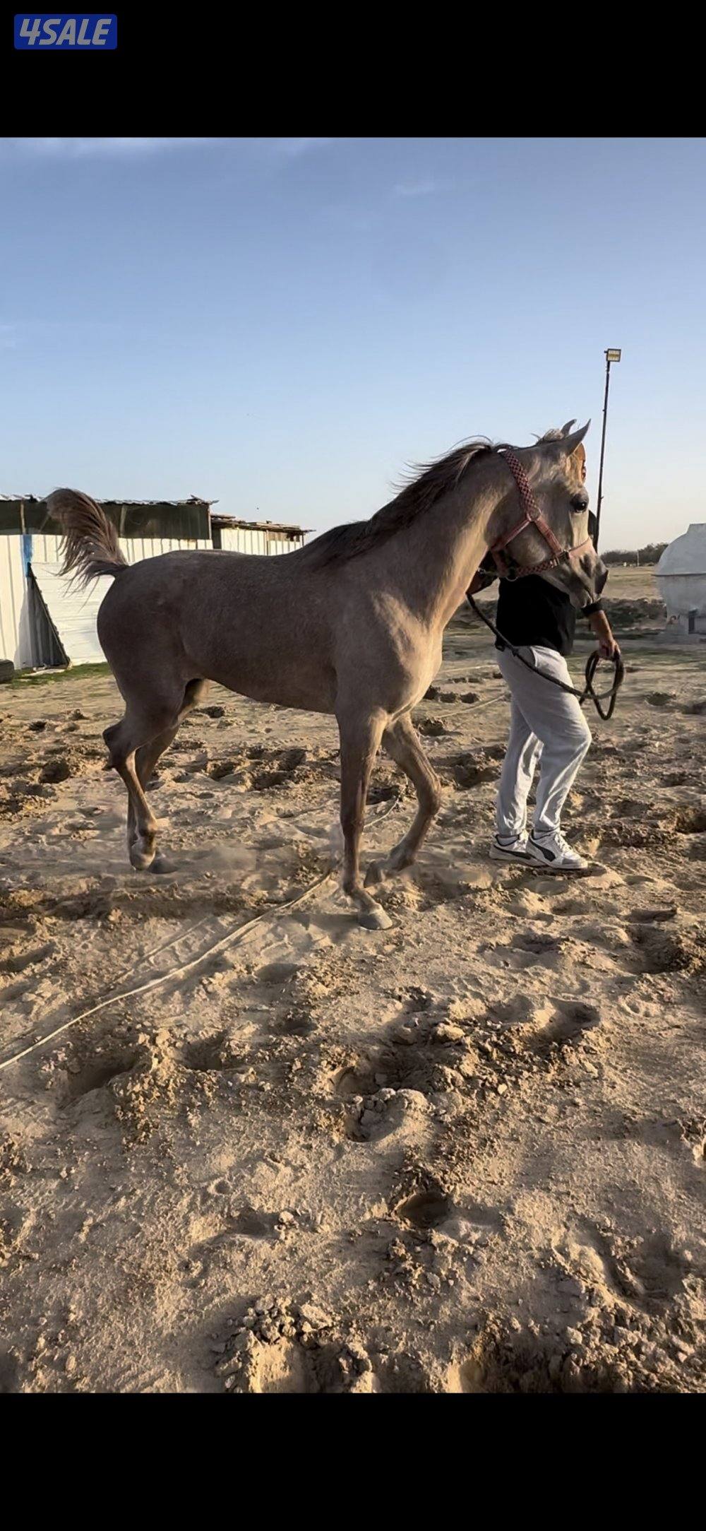 مهره فاخرررره2