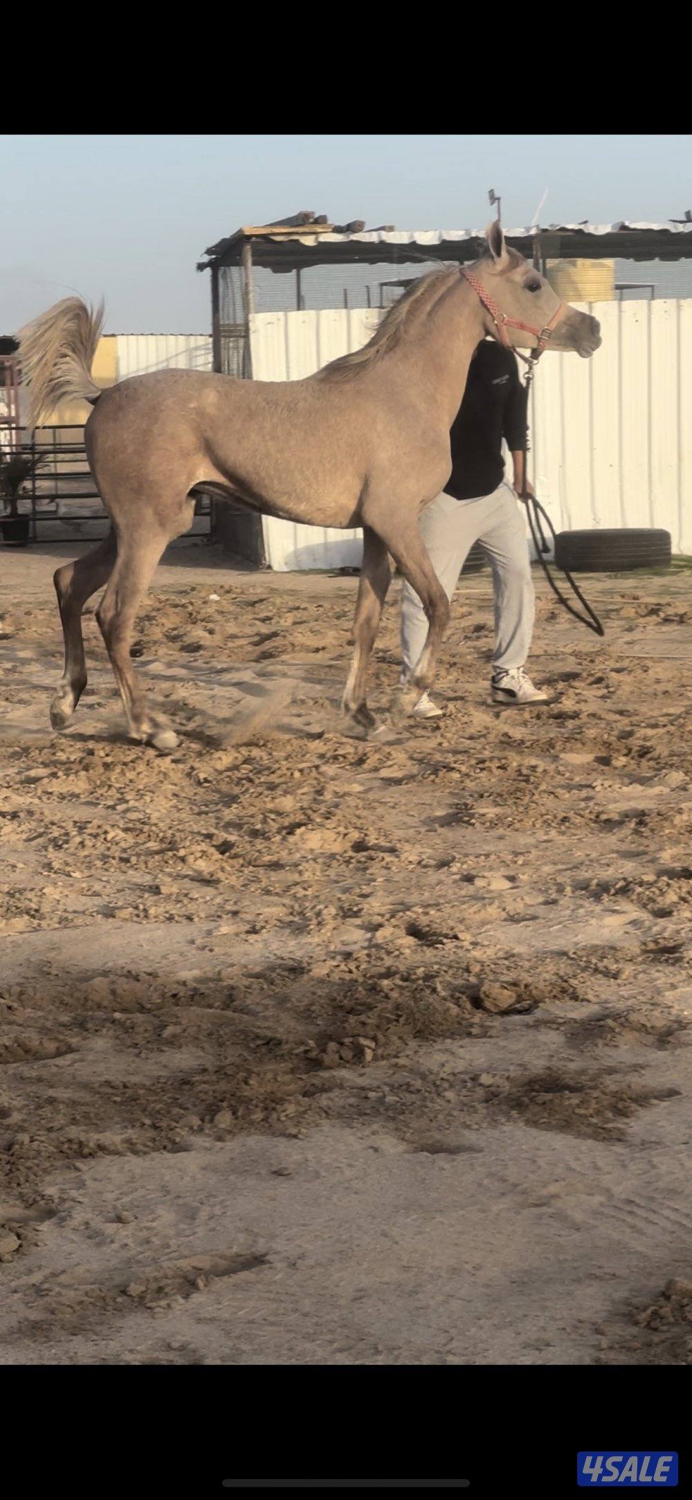 مهره فاخرررره3