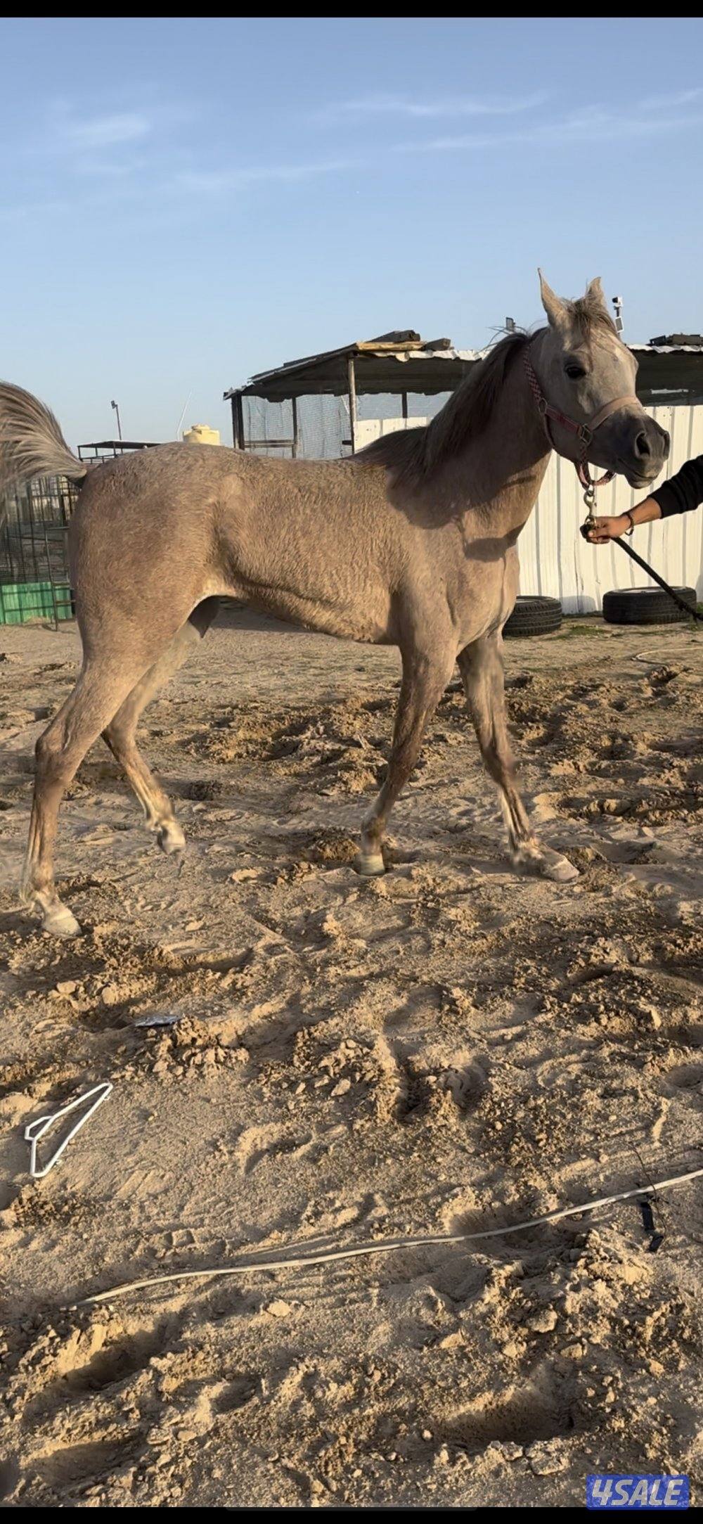 مهره فاخرررره4