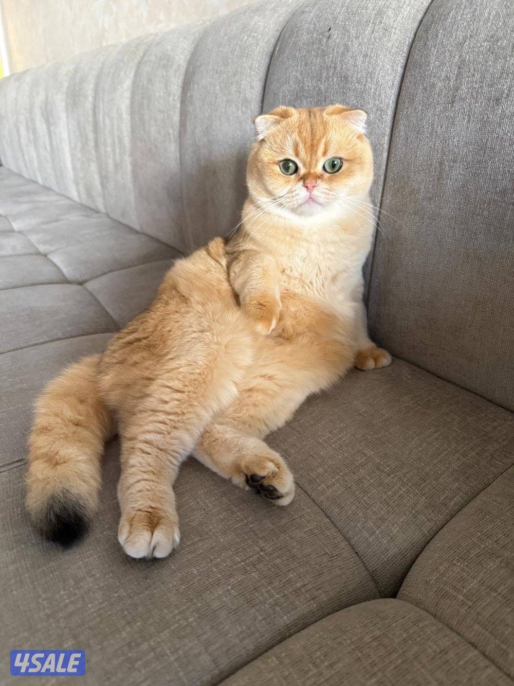 Scottish Fold N12 Male0