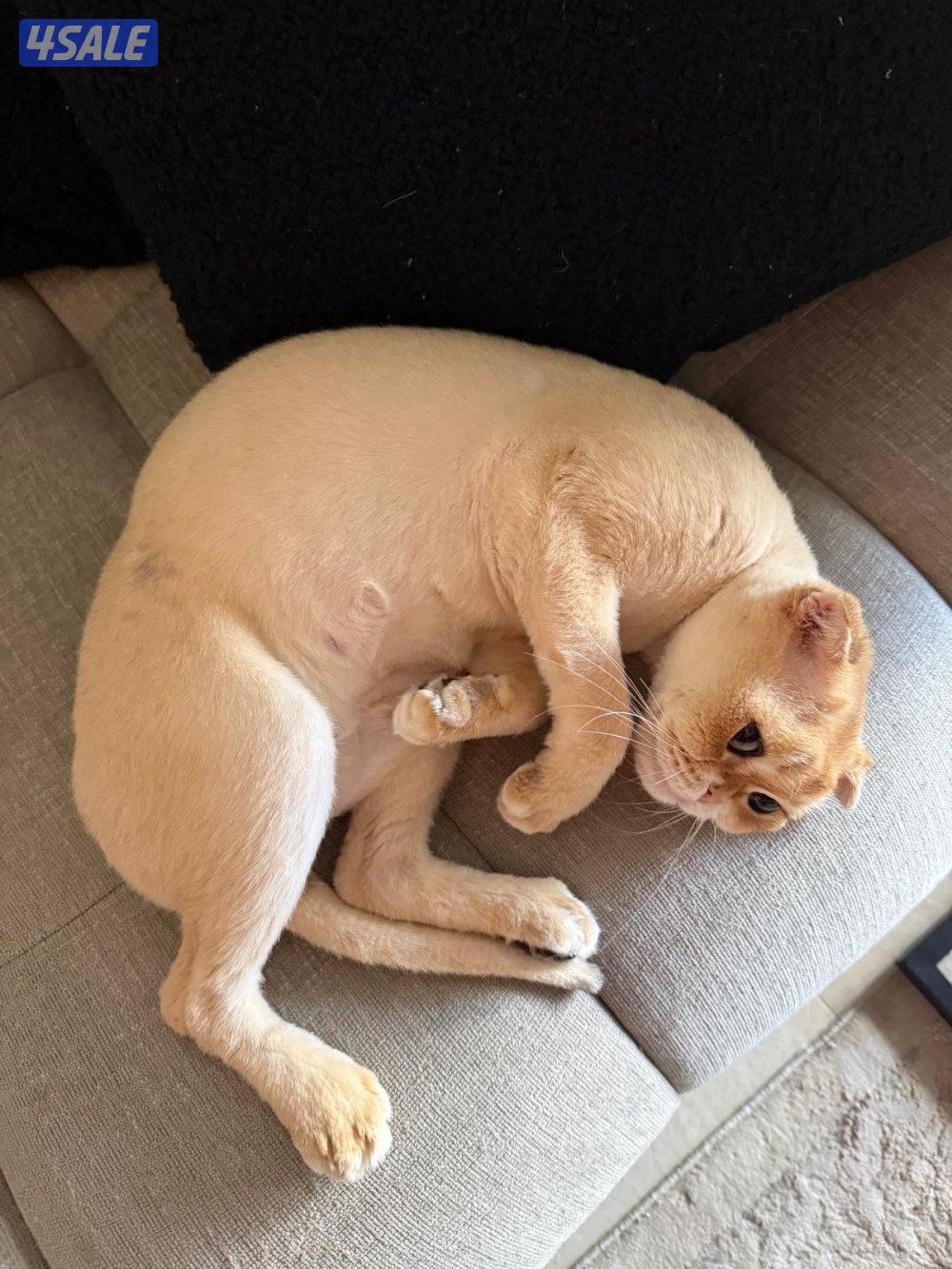 Scottish Fold N12 Male1