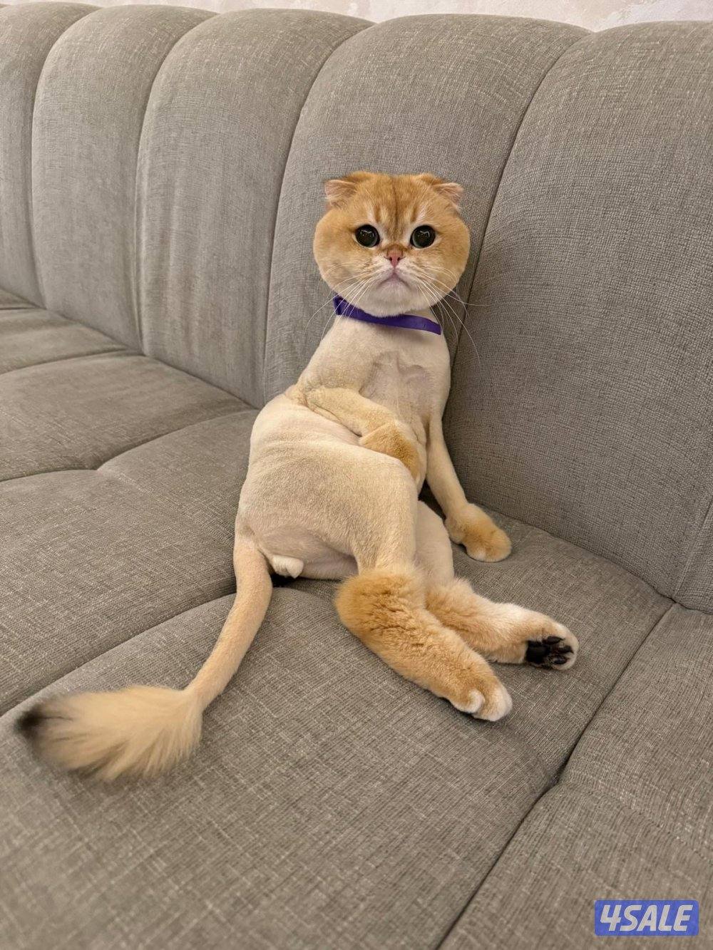 Scottish Fold N12 Male2