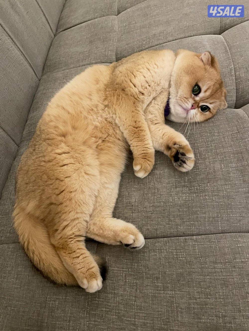 Scottish Fold N12 Male3