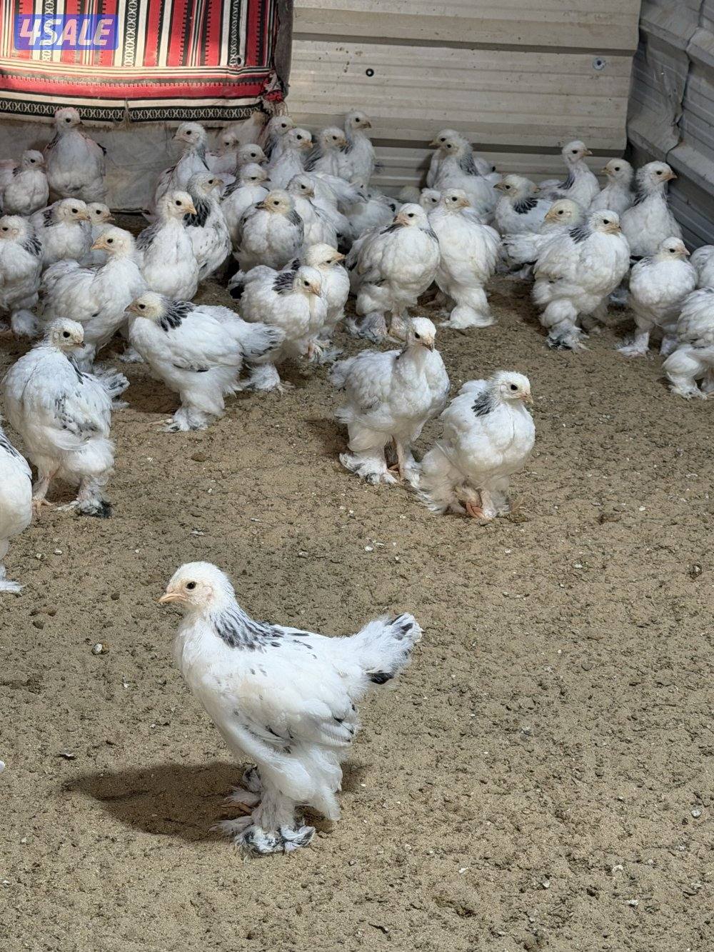 نوادر فروخ براهما كولومبي عملاق دم صافي2