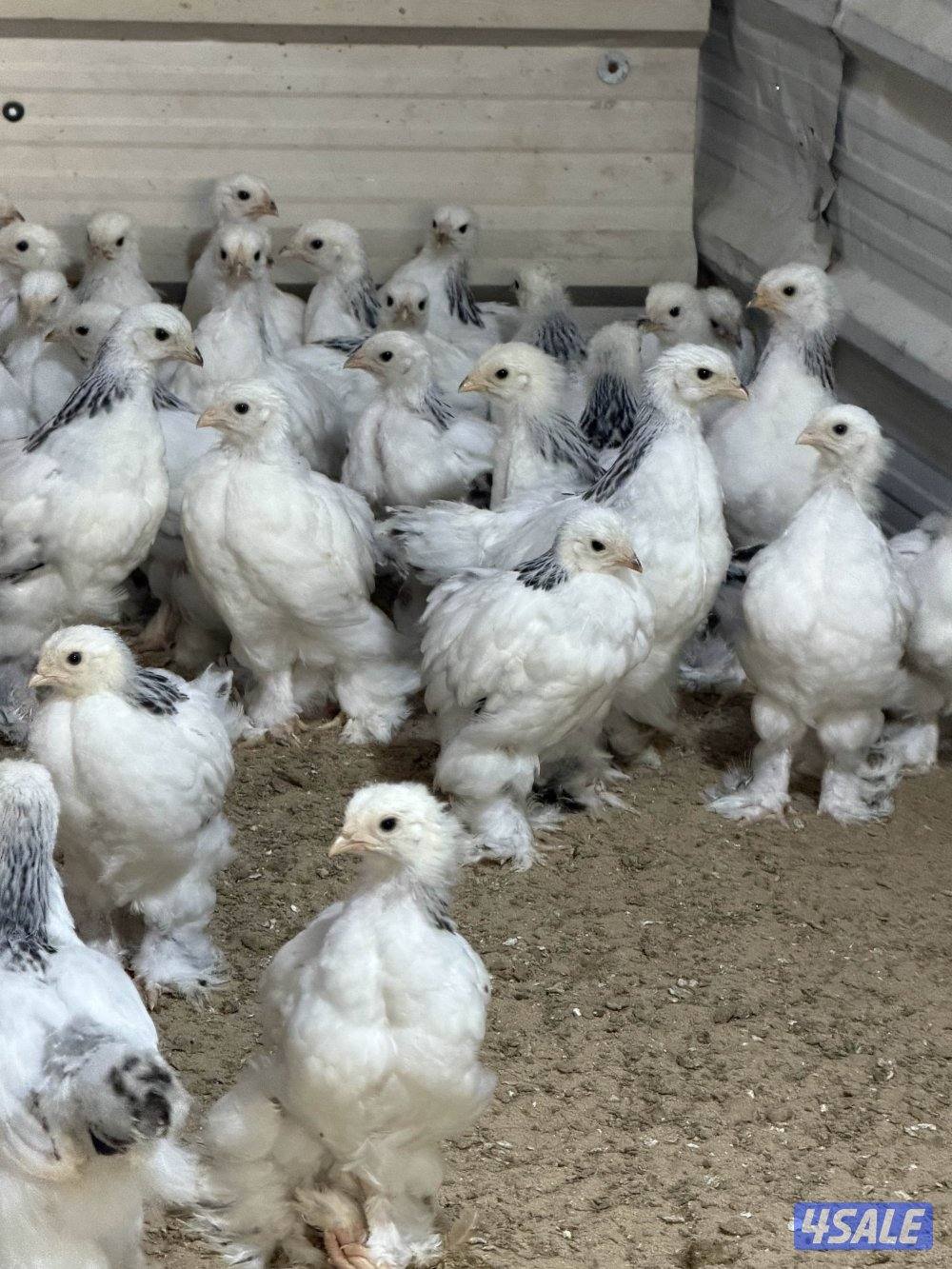 نوادر فروخ براهما كولومبي عملاق دم صافي3