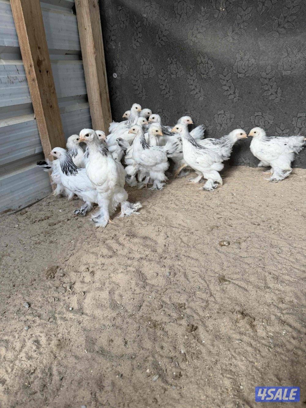 نوادر فروخ براهما كولومبي عملاق دم صافي4