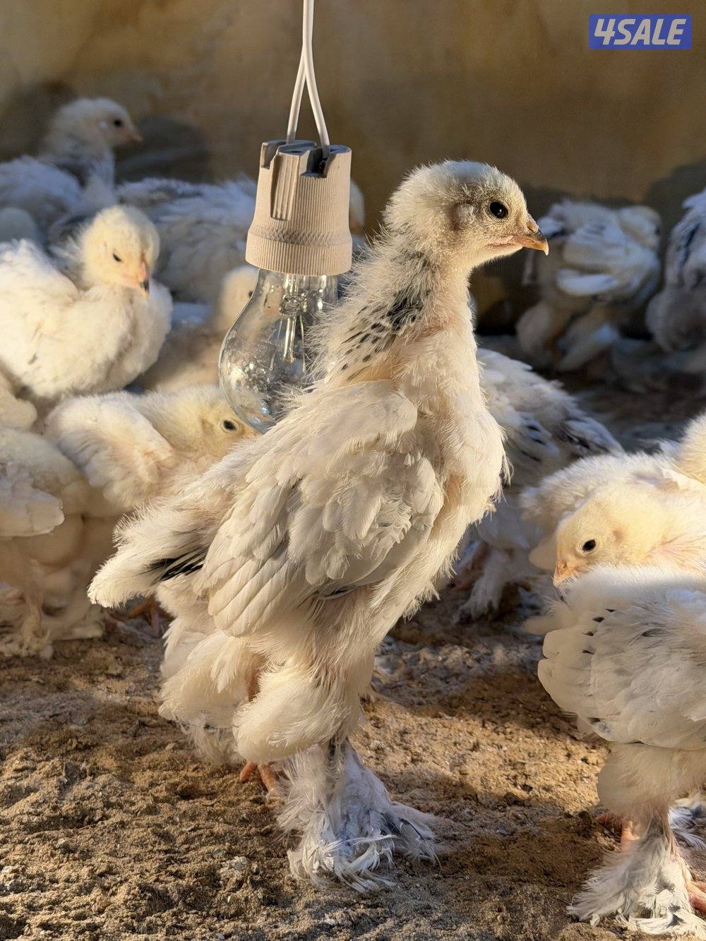 نوادر فروخ براهما كولومبي عملاق دم صافي5