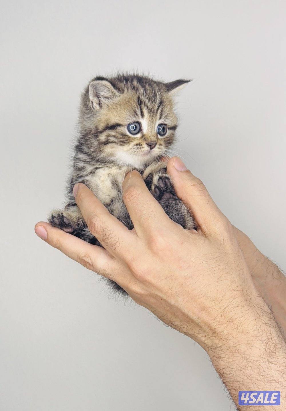 سكوتش شورت هير ،،،اقزام،،،التوصيل خلال ساعه ،،، بيووووور1