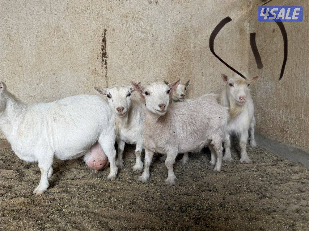 للبيع معزا جيكيات0