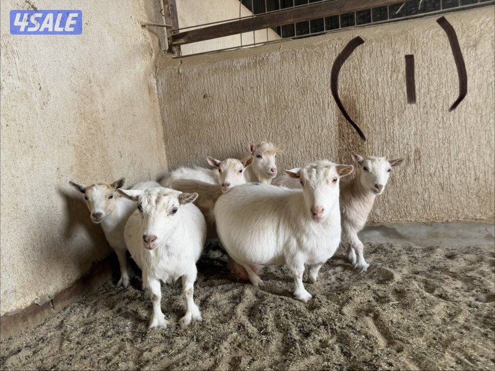 للبيع معزا جيكيات1