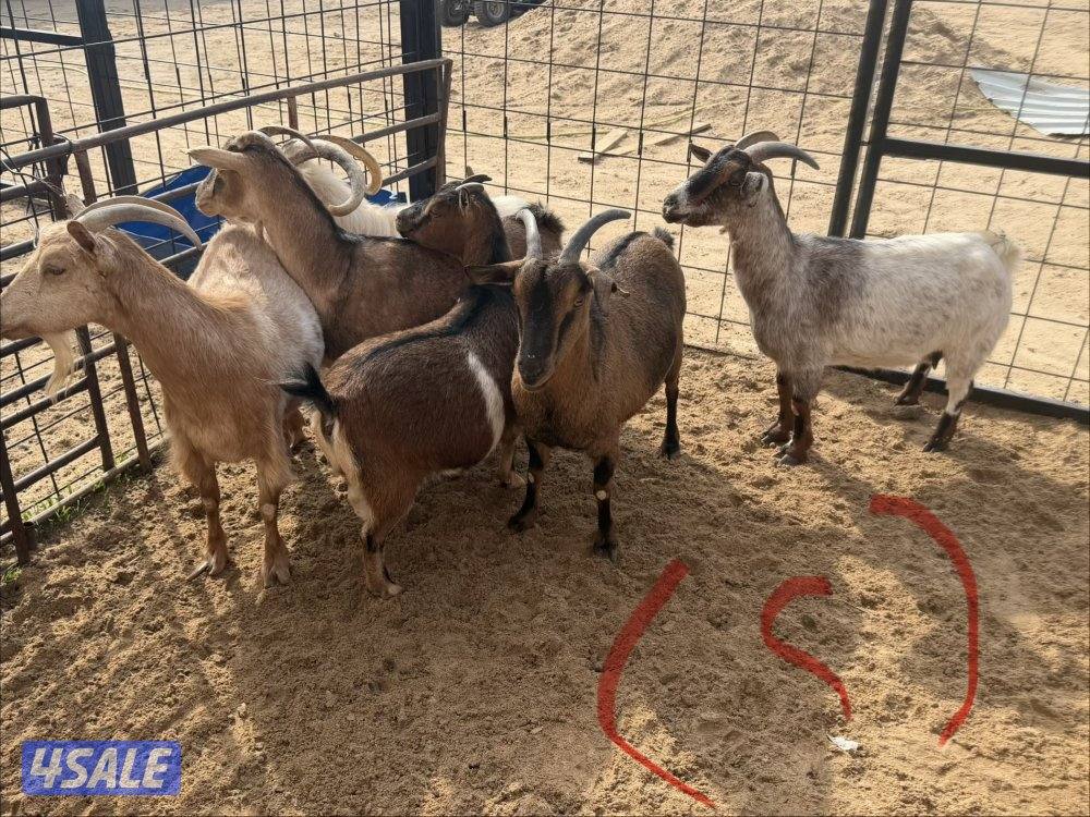 للبيع معزا جيكيات2