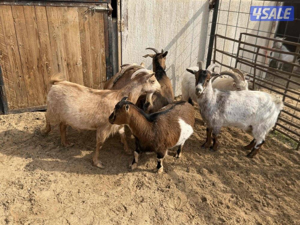 للبيع معزا جيكيات3