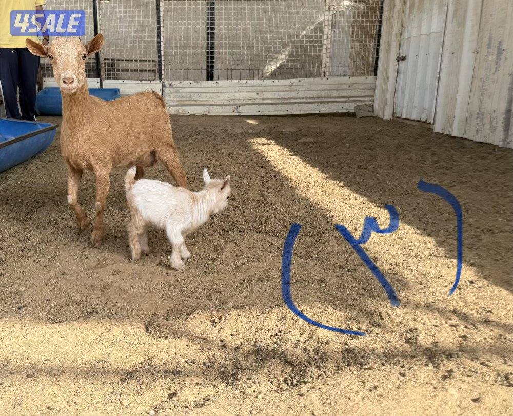 للبيع معزا جيكيات4