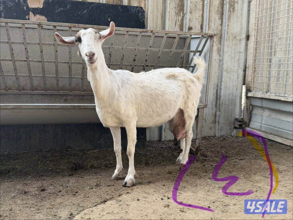 للبيع معزا جيكيات5