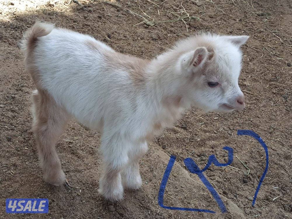 للبيع معزا جيكيات7