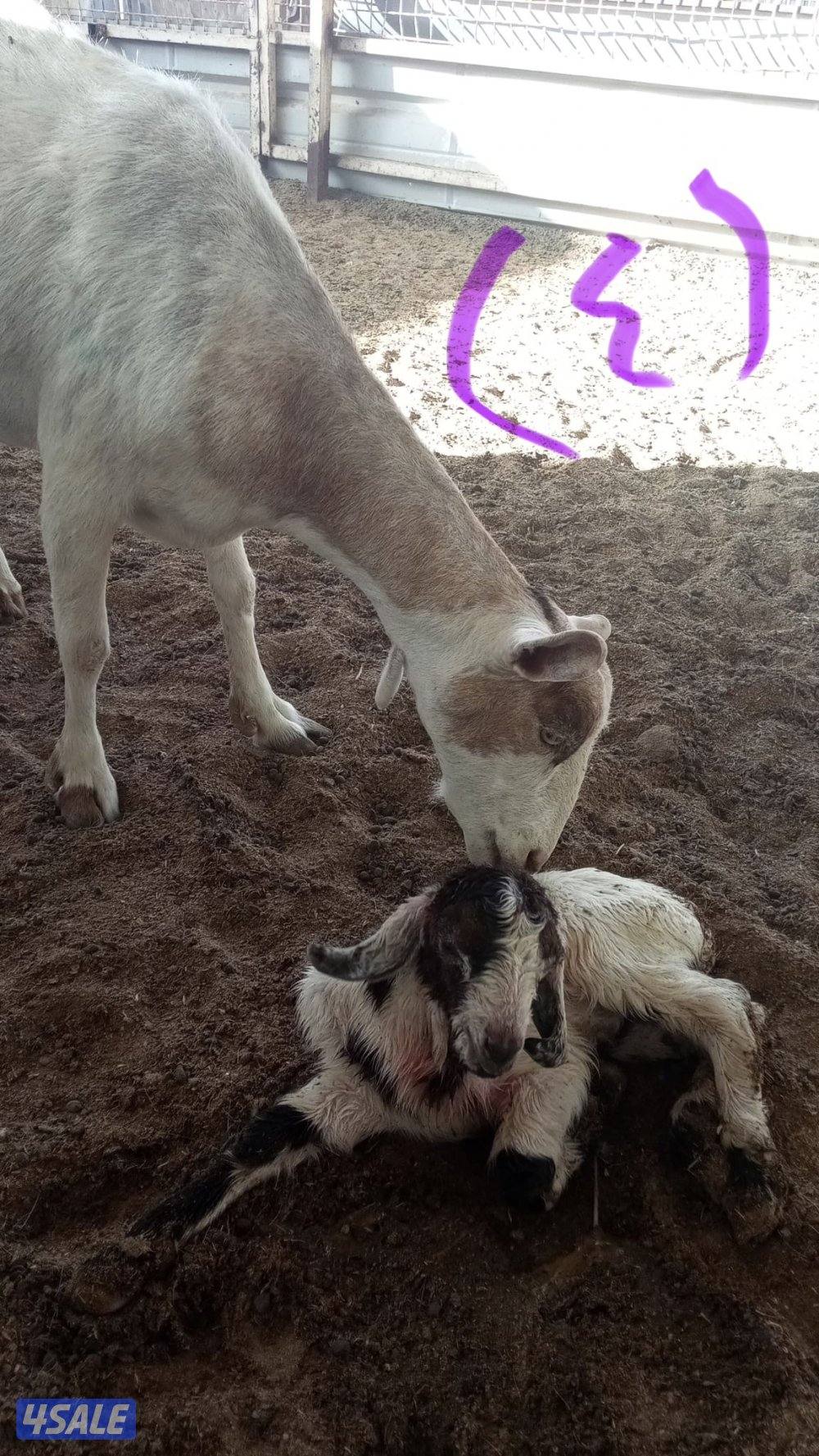 للبيع معزا جيكيات6