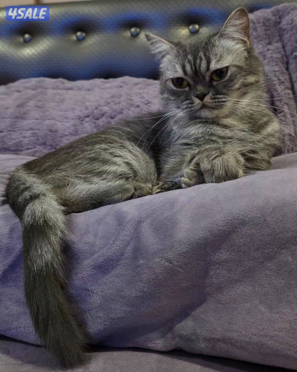 للتبني ثلاث قطط سكوتش0