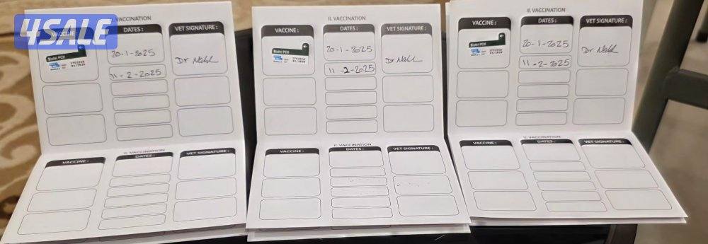 للتبني ثلاث قطط سكوتش1